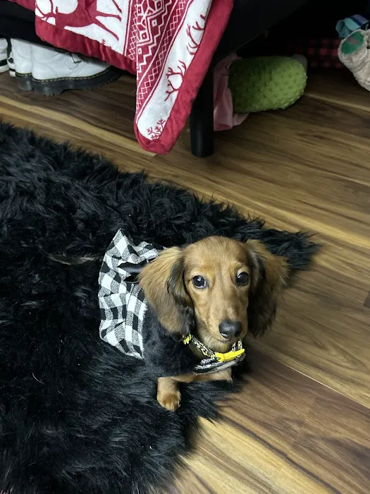 Patty's Pups Picture 7