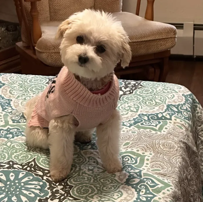 Patty's Pups Picture 1