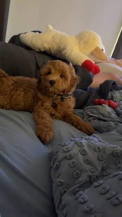 Patty's Pups Picture 3
