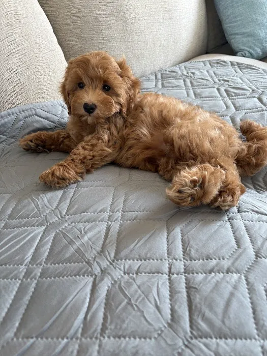 Patty's Pups Picture 6