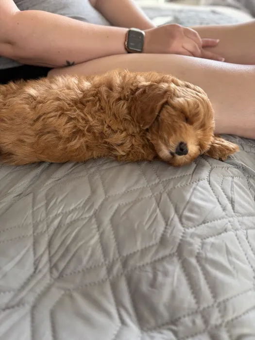 Patty's Pups Picture 5