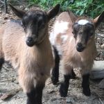 Goat Veterinary Services