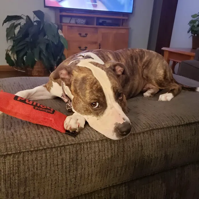 Pet Supplies Plus Battle Creek Picture 3