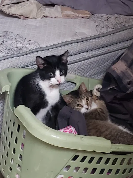 Pet Supplies Plus Battle Creek Picture 4