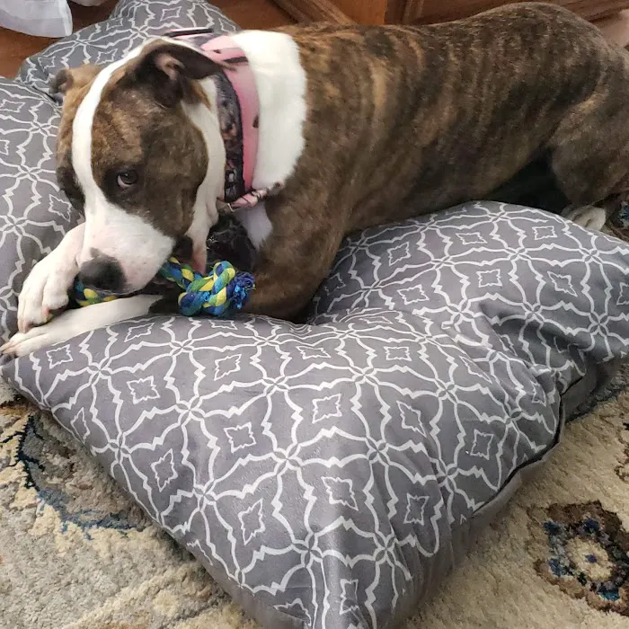 Pet Supplies Plus Battle Creek Picture 7