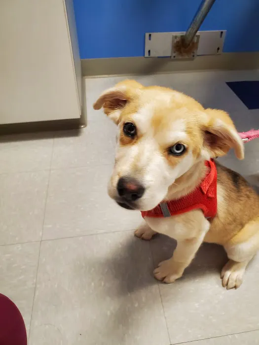 Slatersville Veterinary Clinic Picture 8