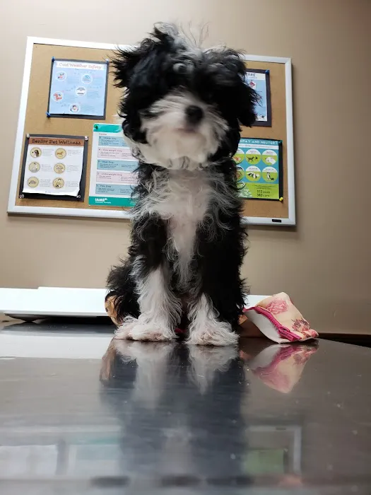 Northern Rhode Island Animal Hospital, A Thrive Pet Healthcare Partner Picture 5