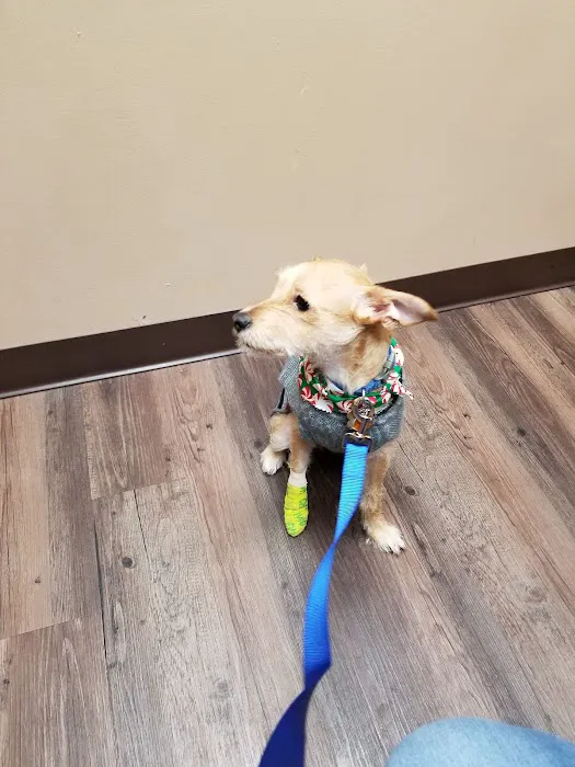 Northern Rhode Island Animal Hospital, A Thrive Pet Healthcare Partner Picture 8