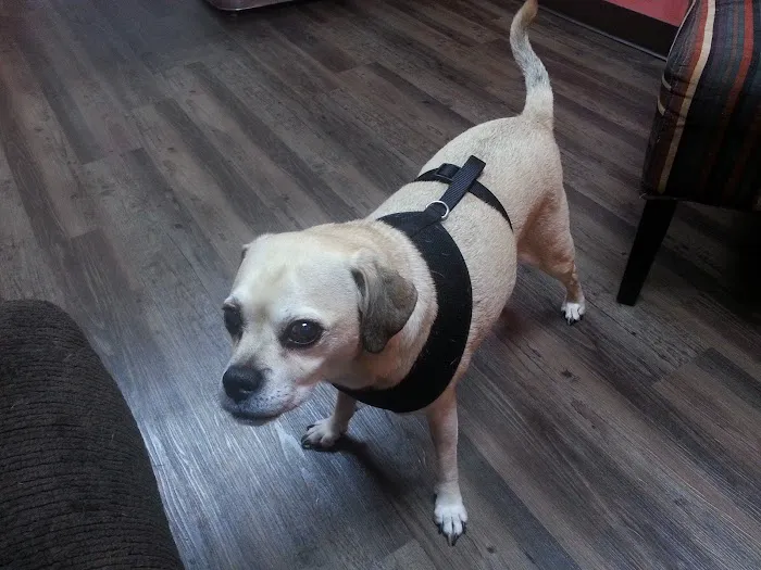 Northern Rhode Island Animal Hospital, A Thrive Pet Healthcare Partner Picture 3