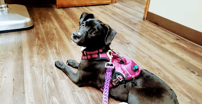 Northern Rhode Island Animal Hospital, A Thrive Pet Healthcare Partner Picture 4