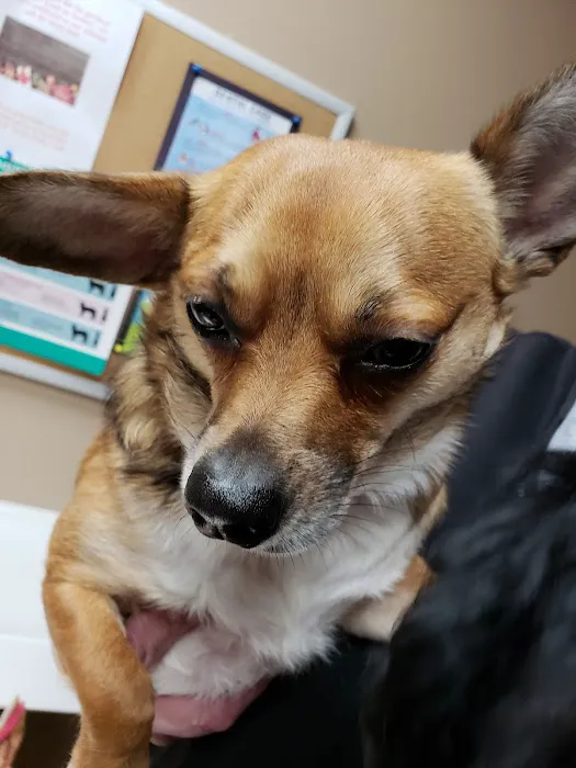 Northern Rhode Island Animal Hospital, A Thrive Pet Healthcare Partner Picture 6