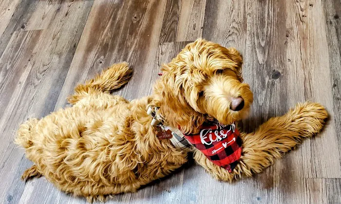 Northern Rhode Island Animal Hospital, A Thrive Pet Healthcare Partner Picture 9