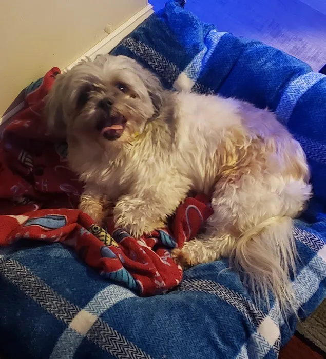 Northern Rhode Island Animal Hospital, A Thrive Pet Healthcare Partner Picture 7