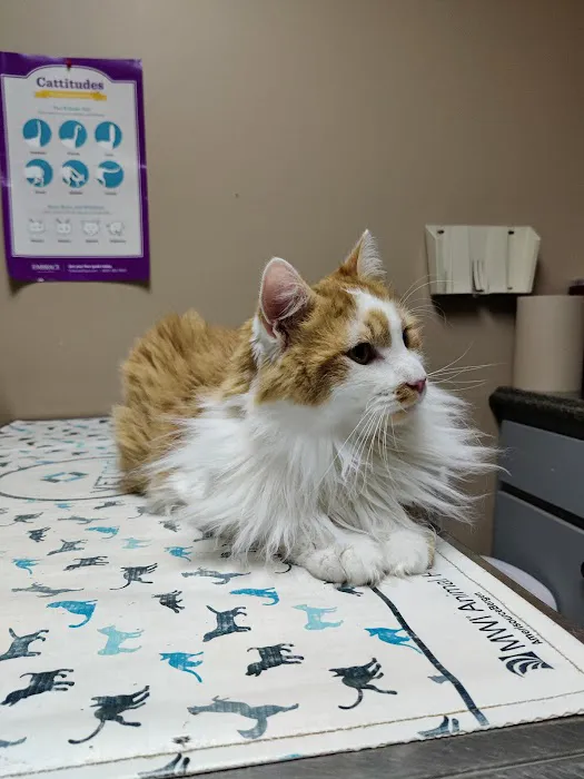 Northern Rhode Island Animal Hospital, A Thrive Pet Healthcare Partner Picture 10