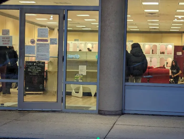 Pocket Puppies Picture 3