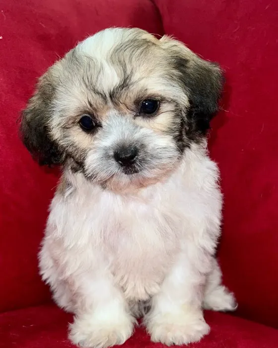 Pocket Puppies Picture 1