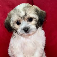 Pocket Puppies ico