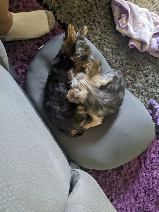 Pocket Puppies Picture 7