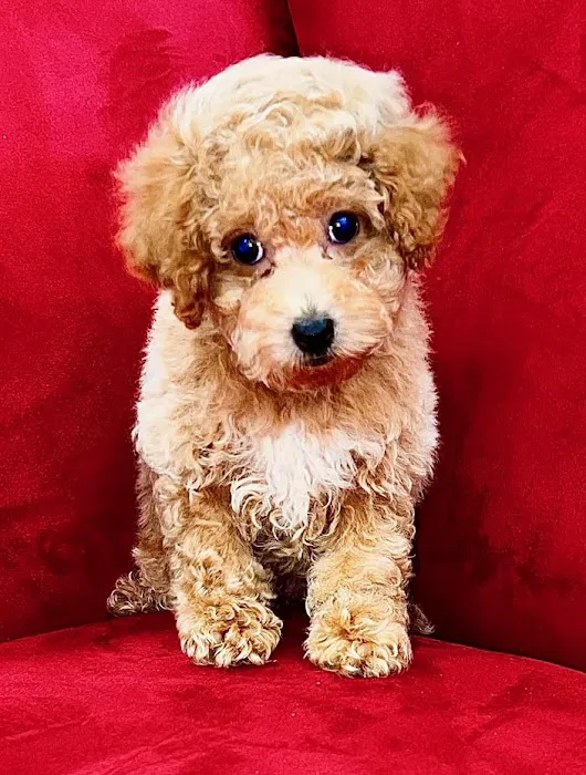 Pocket Puppies Picture 6