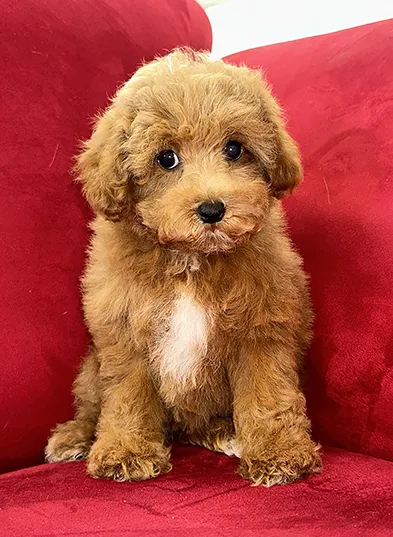 Pocket Puppies Picture 2