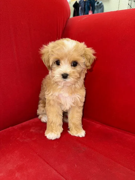 Pocket Puppies Picture 5