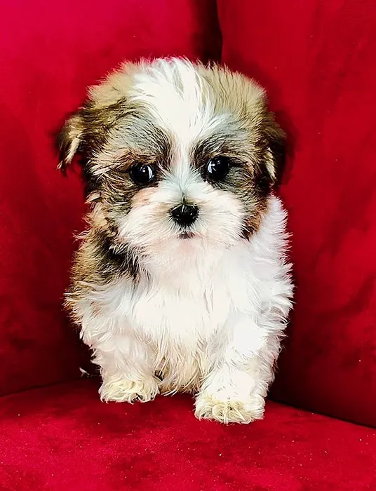 Pocket Puppies Picture 10