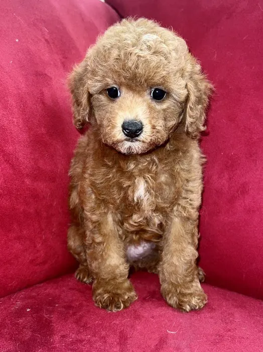 Pocket Puppies Picture 9