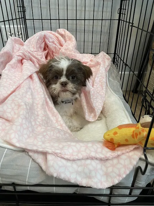 Pocket Puppies Picture 8