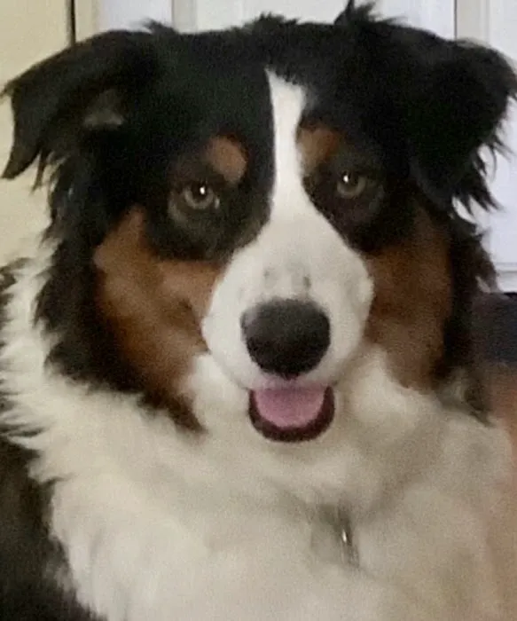 WT Mini Aussies Picture 1