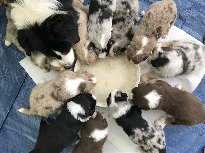 WT Mini Aussies Picture 3