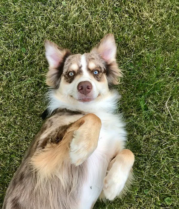 WT Mini Aussies Picture 5