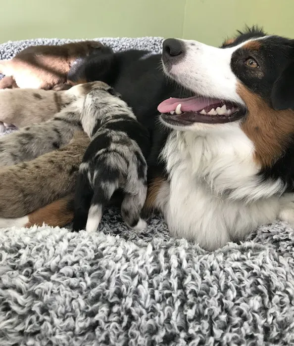 WT Mini Aussies Picture 2