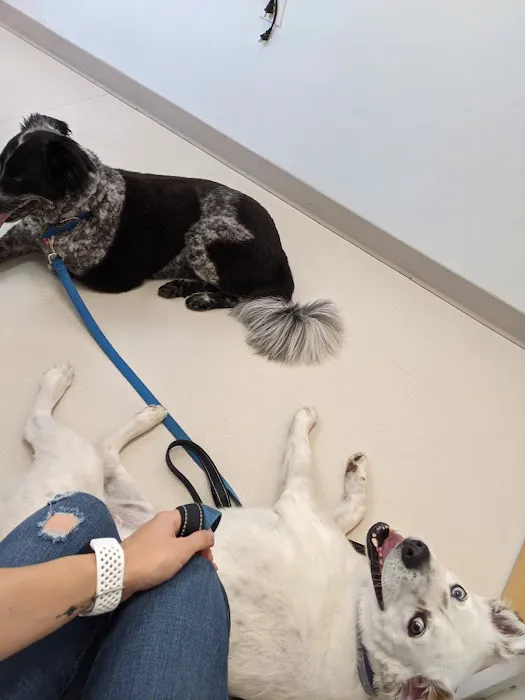 Metrowest Veterinary Associates Picture 8