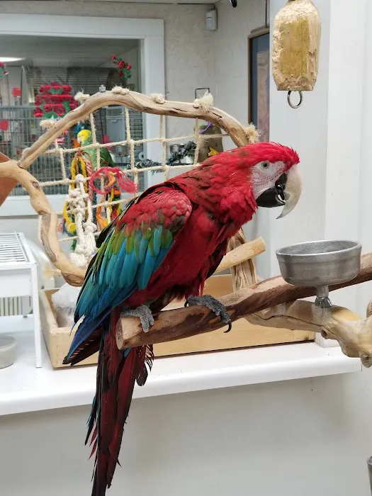 Jo's Exotic Birds Ltd Picture 4