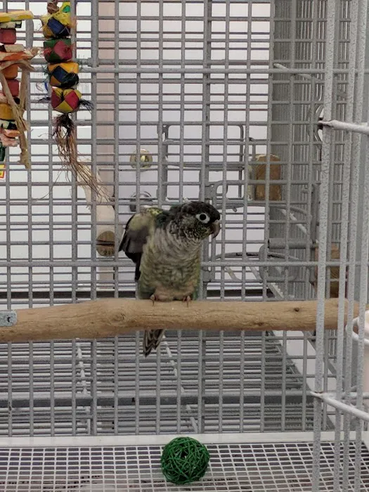 Jo's Exotic Birds Ltd Picture 7