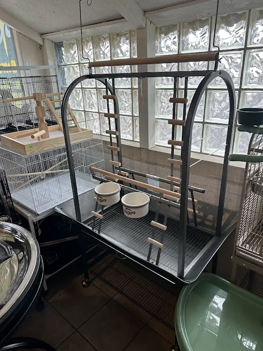 Jo's Exotic Birds Ltd Picture 5