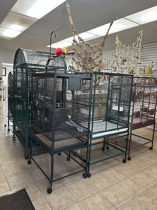 Jo's Exotic Birds Ltd Picture 9