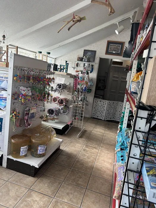 Jo's Exotic Birds Ltd Picture 10