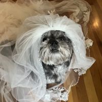 Banfield Pet Hospital ico