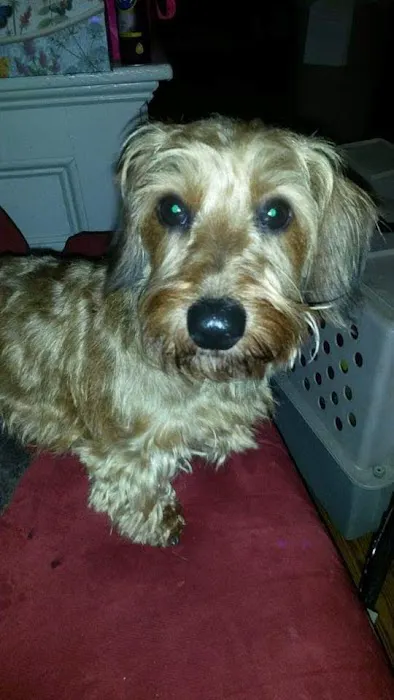 Homeward Bound Veterinary Services Picture 1