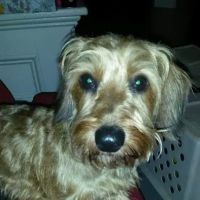 Homeward Bound Veterinary Services ico