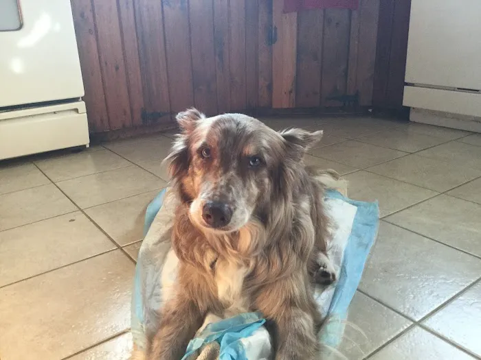 Homeward Bound Veterinary Services Picture 3