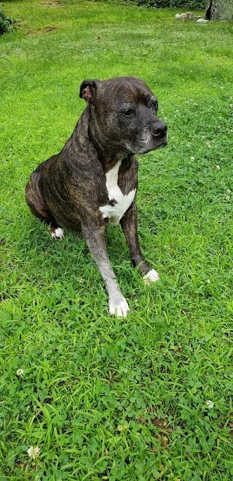 Homeward Bound Veterinary Services Picture 2