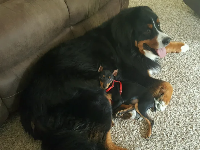 Homeward Bound Veterinary Services Picture 5