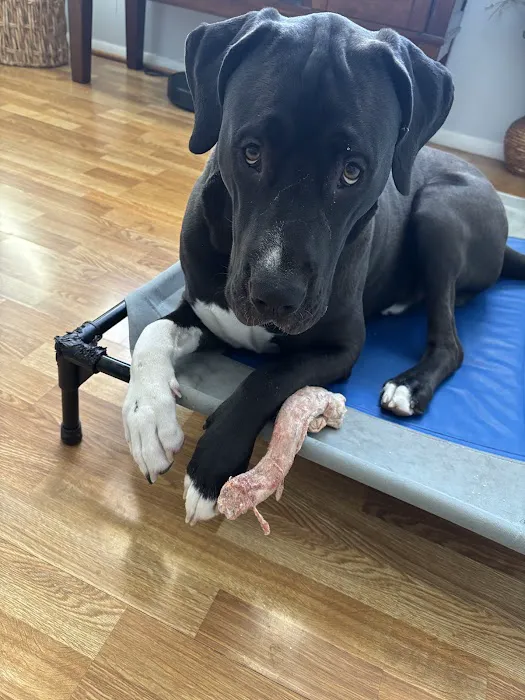 Havahart Pets Picture 7