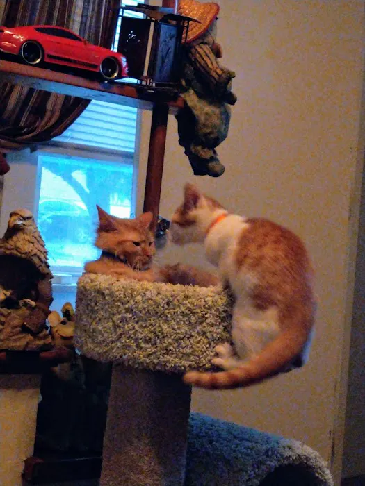 South Bellingham Veterinary Hospital Picture 2