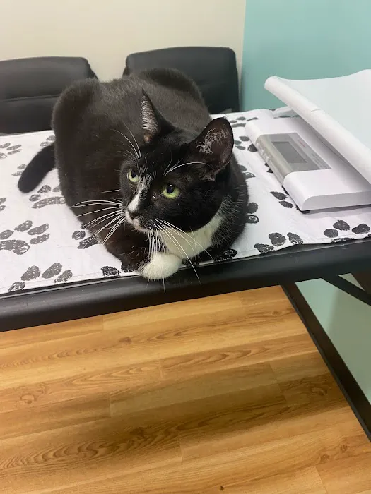 South Bellingham Veterinary Hospital Picture 6