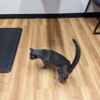 South Bellingham Veterinary Hospital ico