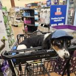 Petco