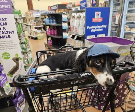 Petco